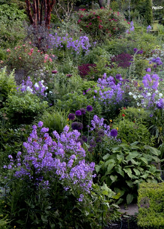 Garden Designs Ideas 2018 : Wonderful blue border! Sweet Rocket, The ...