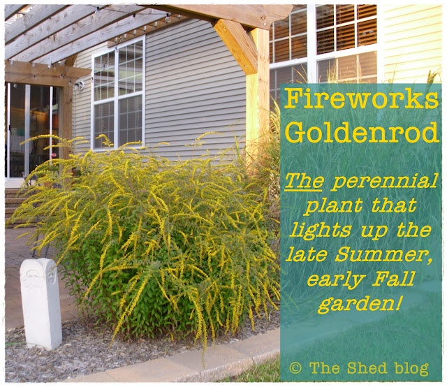 Garden Designs - Objects Ideas 2018 : Fireworks Goldenrod 